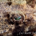 crocodilefish_flathead_nus_h_0705_png1760.jpg